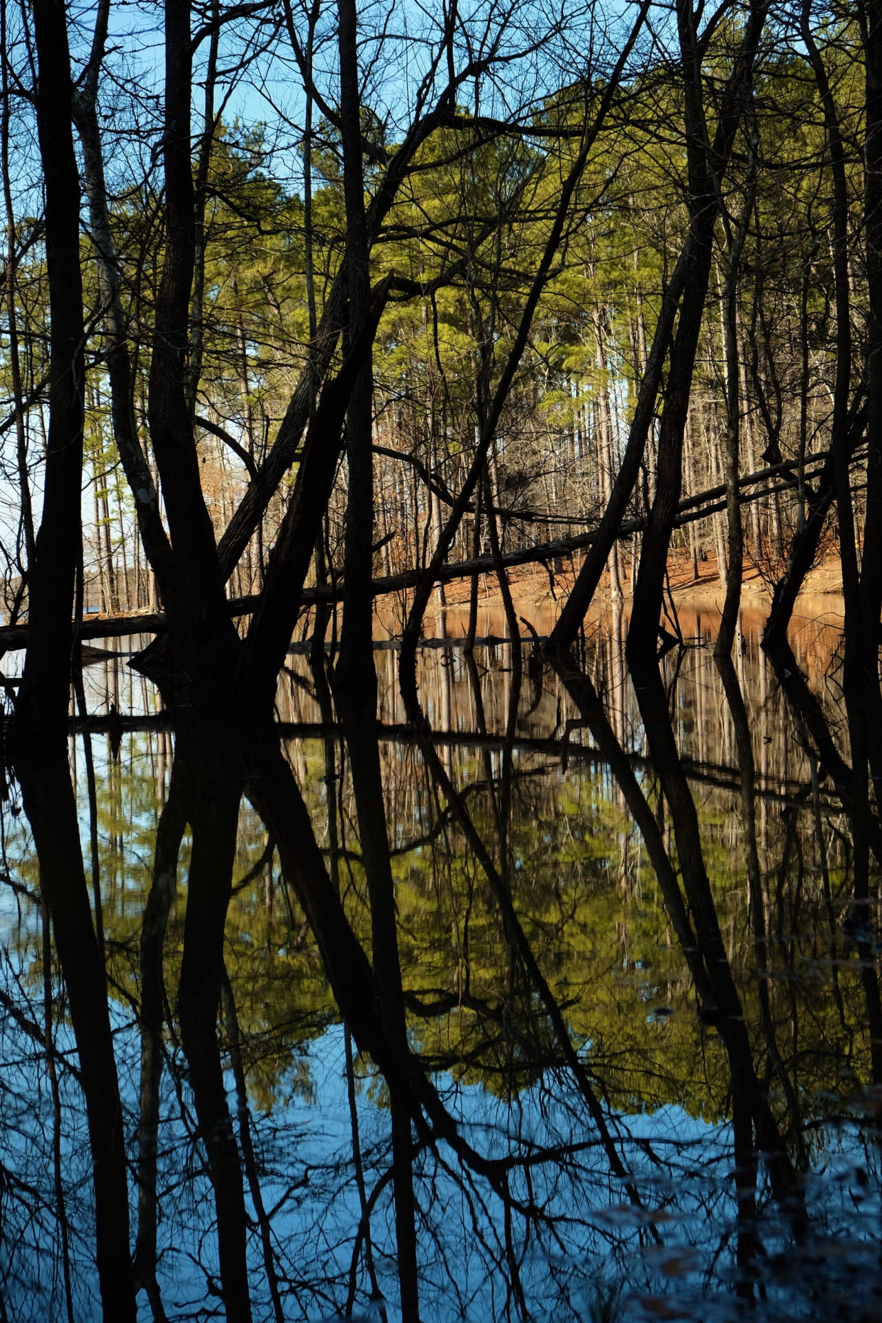 color photography of silhouetted trees in a pond