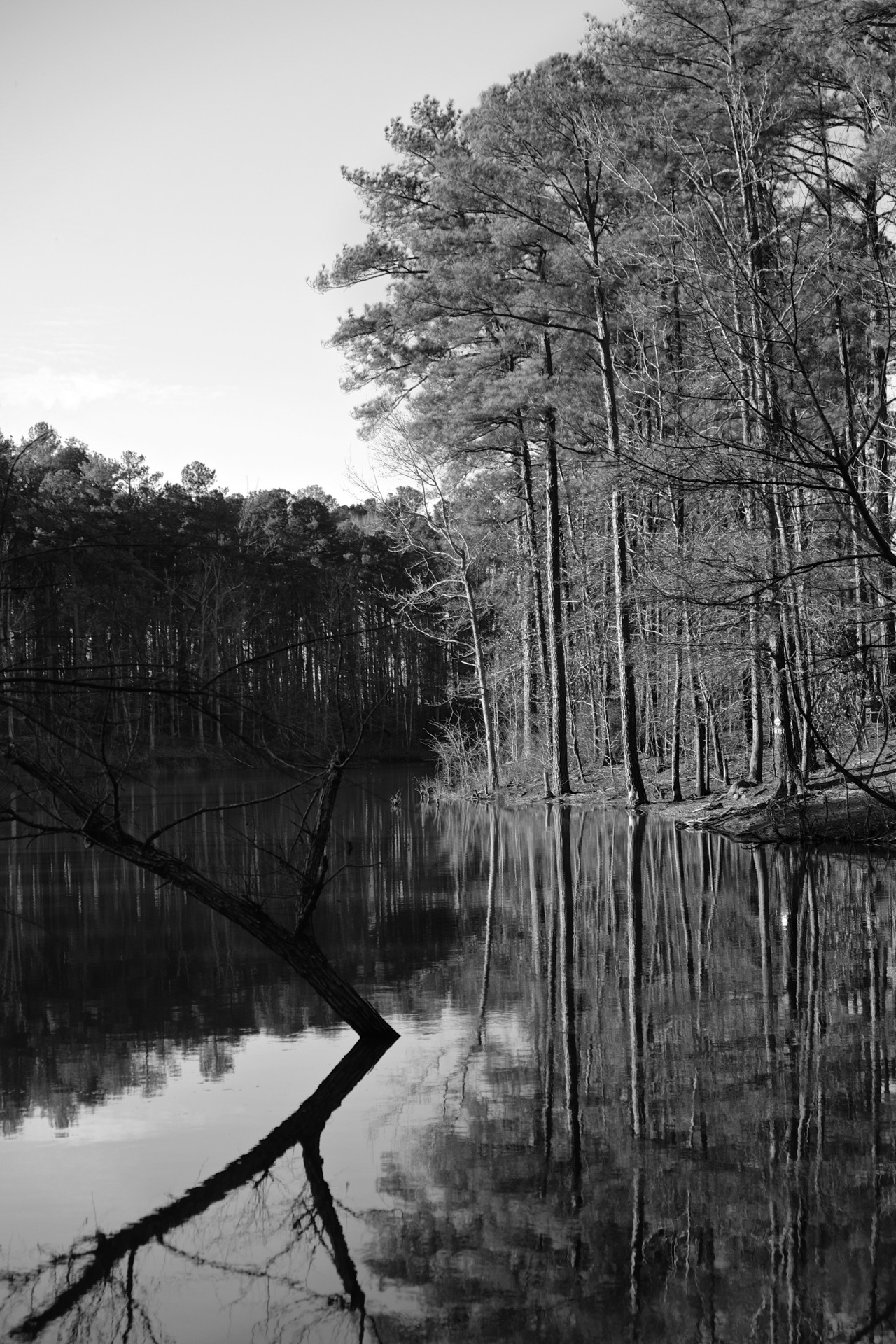 black and white scene of a forest up to the edge of a lake