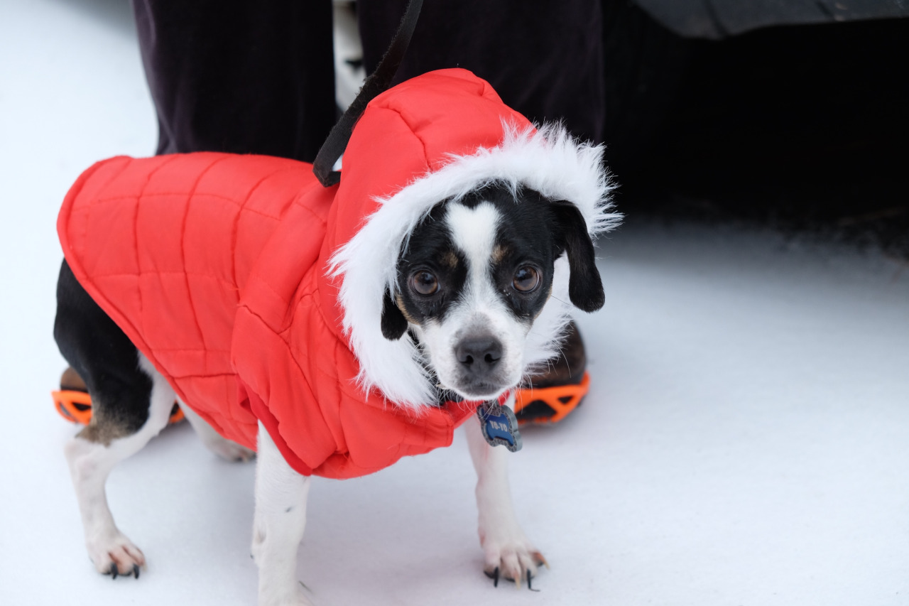 cute dog photo with dog in red winter coat
