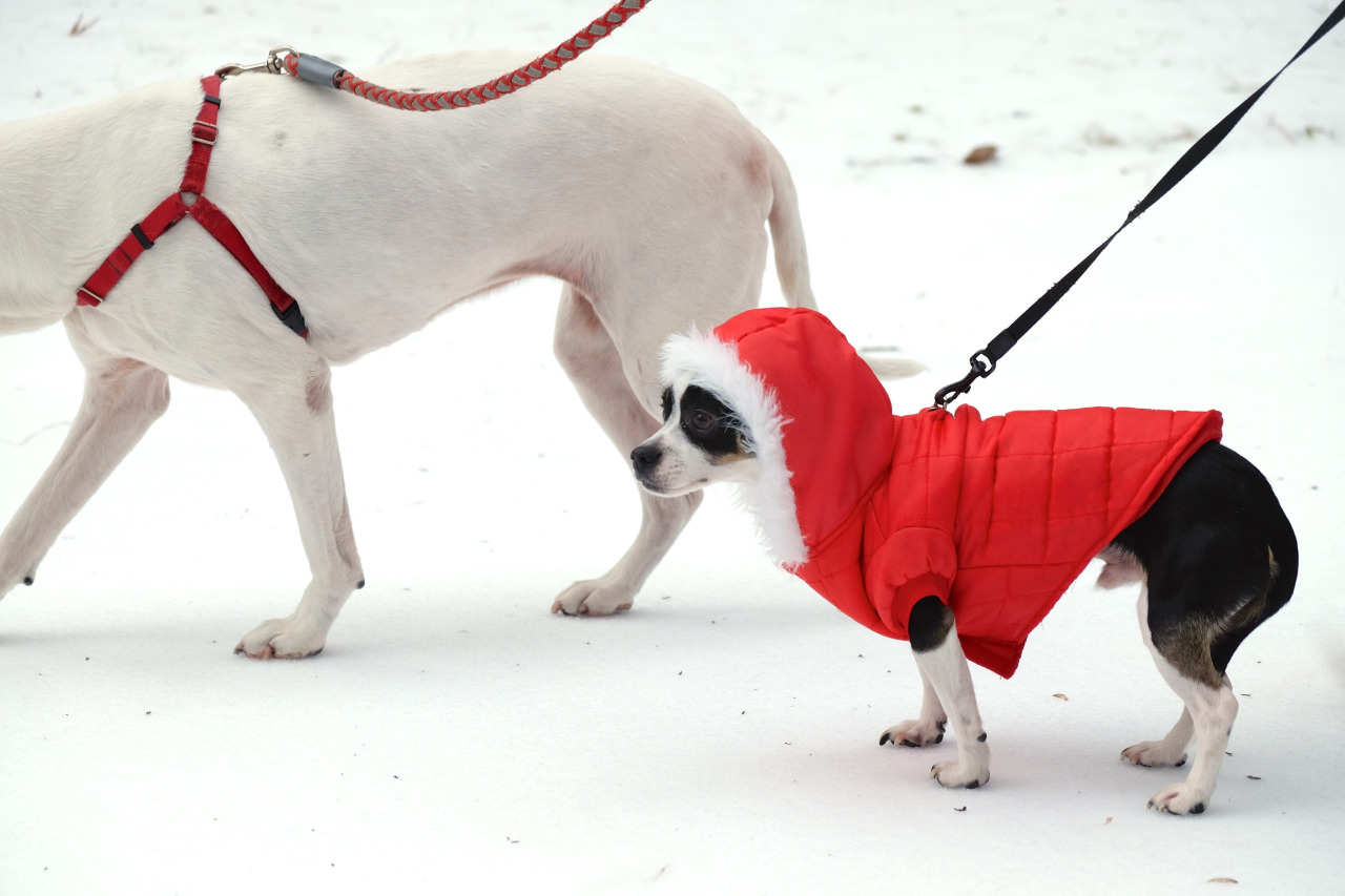 two dogs standing in the snow. One dog has a red jacket on.