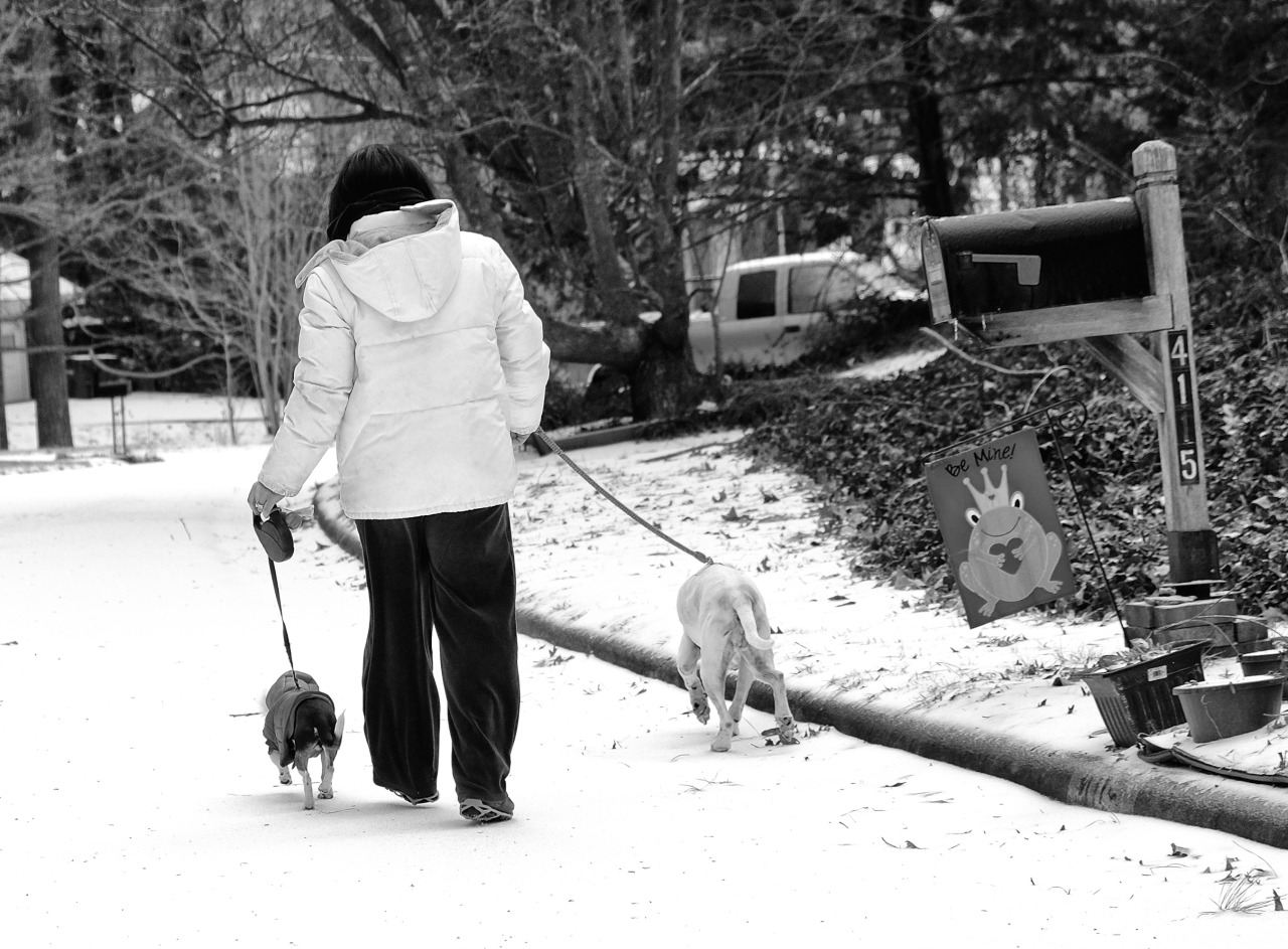 woman from behind on a snowy street walking two dogs