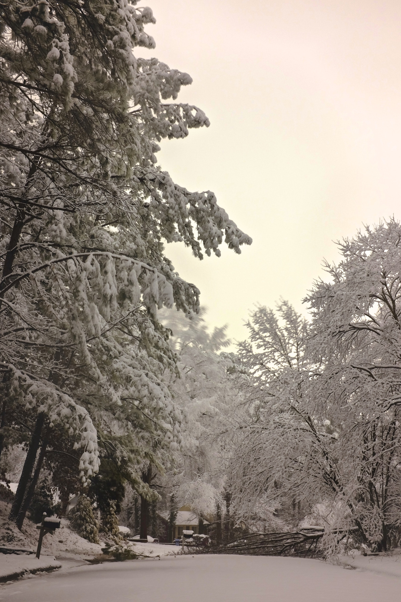 artistic monochrome image that looks like hazy daytime