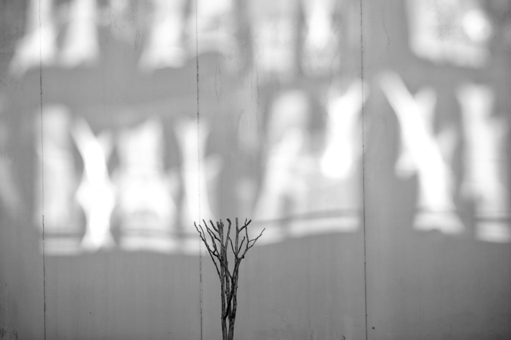 Artistic monochrome photo of pruned bush and light reflections on a wall
