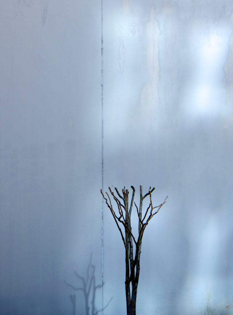 Artistic photo of pruned bush and light reflections on a wall in blue tones