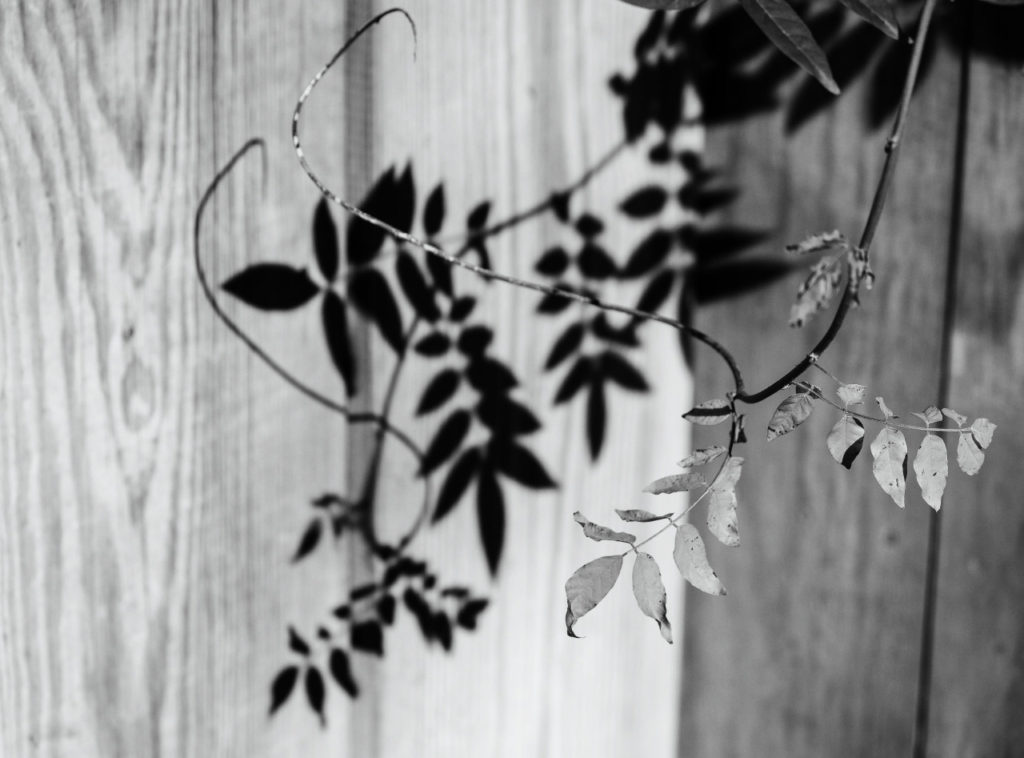 monochrome image of a plant and its shadow