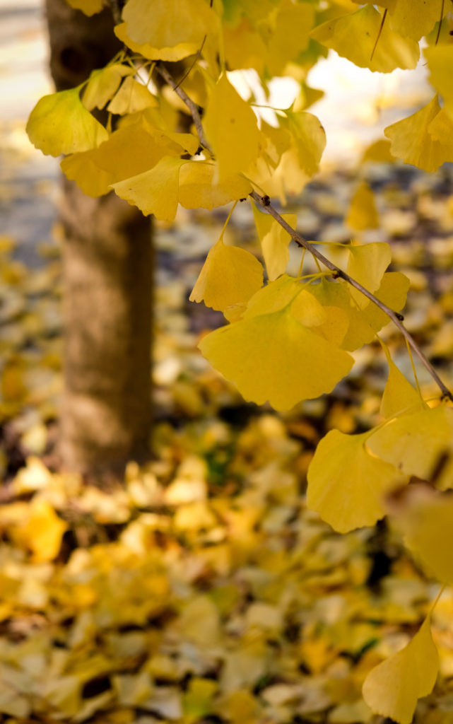 yellow fall leaves