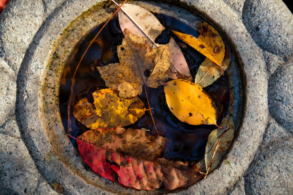 circular stone vase with water and fall leaves floating