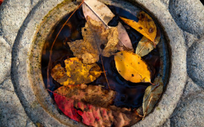 Late Fall at Duke Gardens